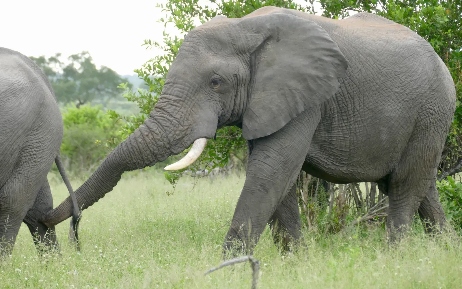 #11 - Elephants Use Scent Alone to Judge Human Threat Level (Savanna Elephant (Loxodonta africana) bull smelling a female ..., CC BY-SA 2.0)