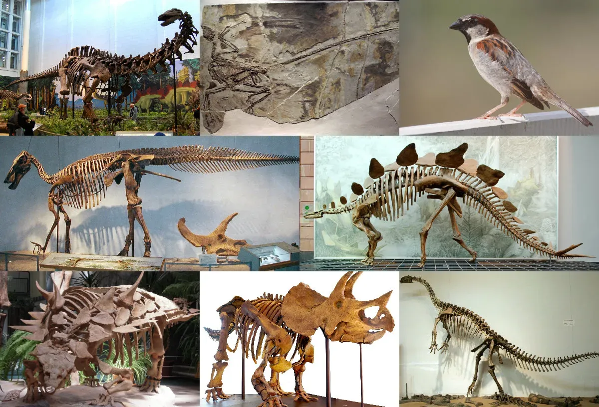 You Watch Dinosaurs Turn Into Evolution’s Great Experiment (By Allie Caulfield (processed by User:MathKnight), Tadek Kurpaski, User:EvaK, User:J. Spencer, User:Domser, User:Captmondo, User:Fir0002, User:FunkMonk. Collage created by User:IJReid, CC BY-SA 3.0)