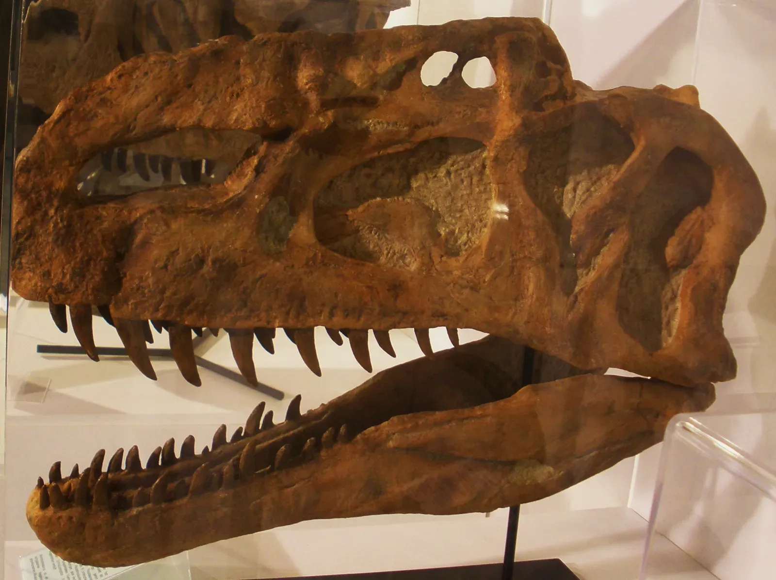 Why Monolophosaurus Deserves More Spotlight (By Ghedoghedo, CC BY-SA 3.0)