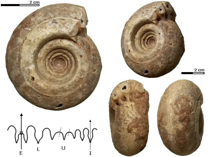 The Permian Catastrophe: Setting the Stage for Dinosaurs (Image Credits: Wikimedia)