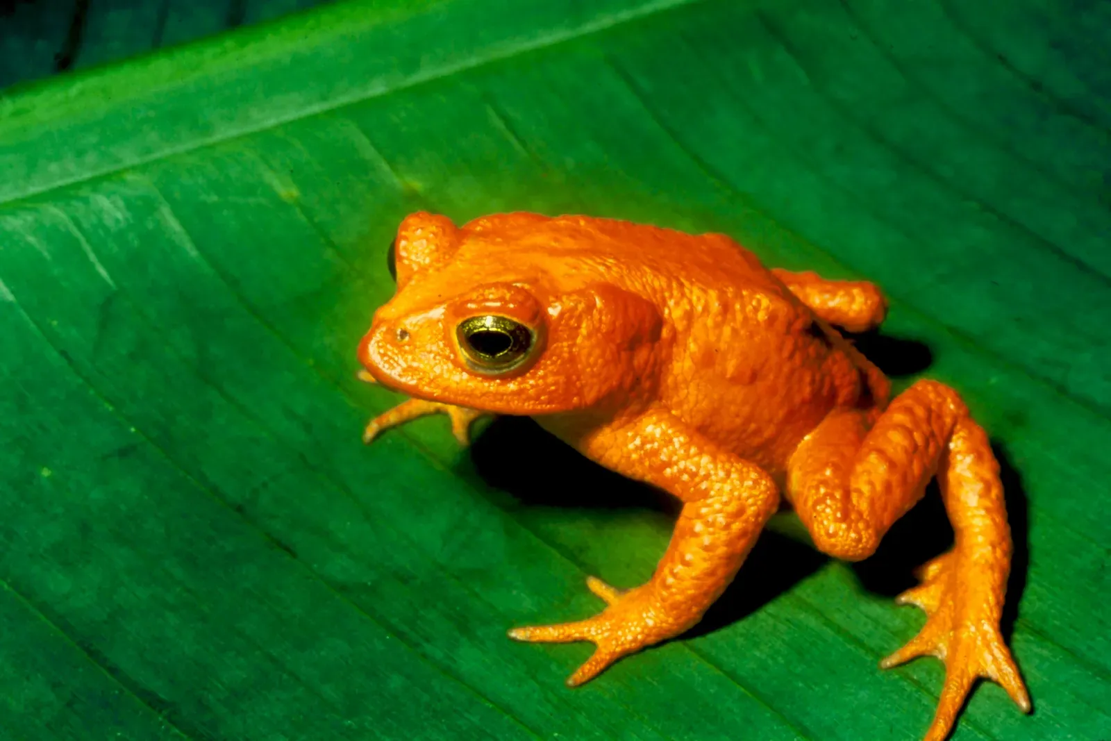 #1 - The Golden Toad Vanished in a Single Season (By U.S Fish and Wildlife Service - colour corrected, degrained and sharpened by diegogmx, Public domain)