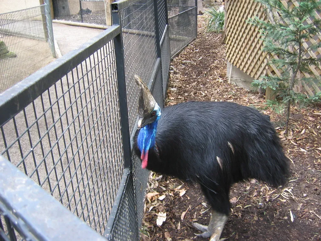 They're Endangered and Need Our Help (Image Credits: Flickr)