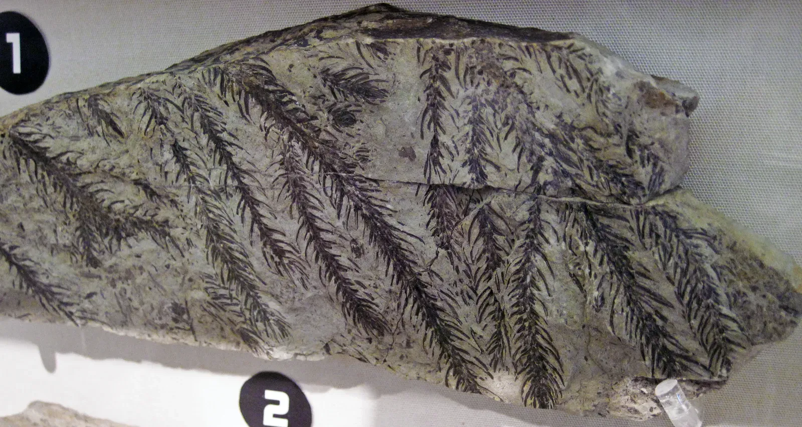 The Quiet Decline of Older Plant Lineages (Elatides sp. (fossil conifer) (Judith River Group, Upper Cretaceous; Montana or Canada), CC BY 2.0)