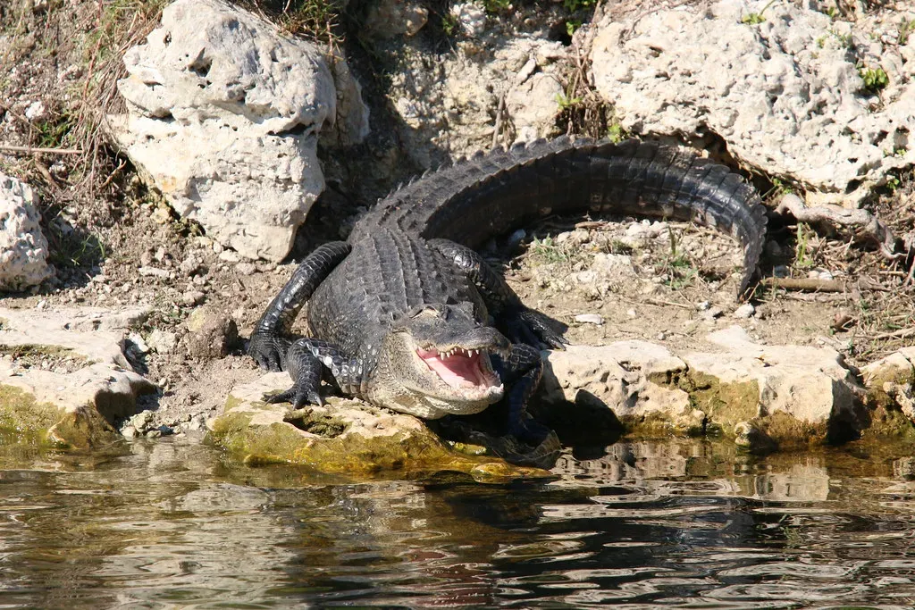 Patience Isn't Just a Virtue for You, It's a Hunting Strategy (Image Credits: Flickr)