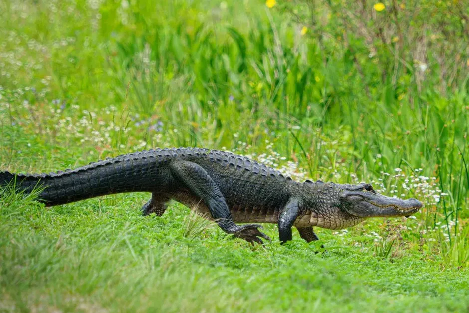 #8 - Alligators Are Not Aggressive Man-Eaters (Image Credits: Pexels)