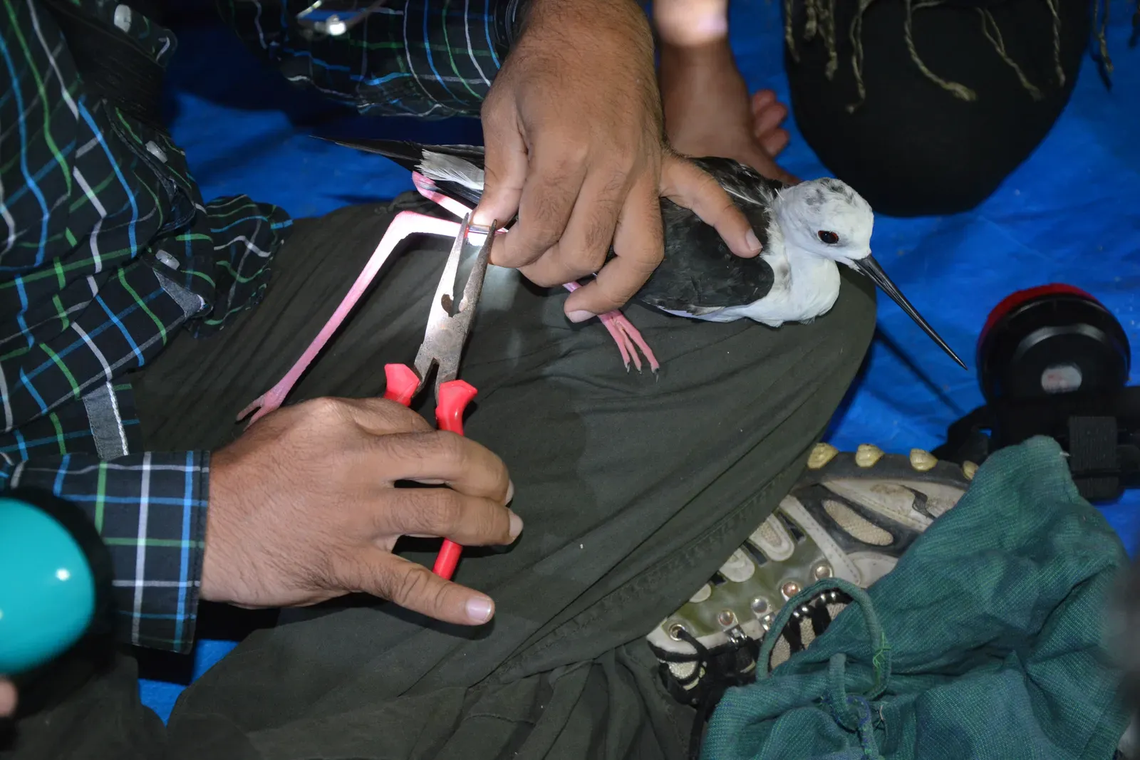 #11 - Audubon's Banding "Discovery" That Didn't Hold Up (By Dr. Raju Kasambe, CC BY-SA 4.0)