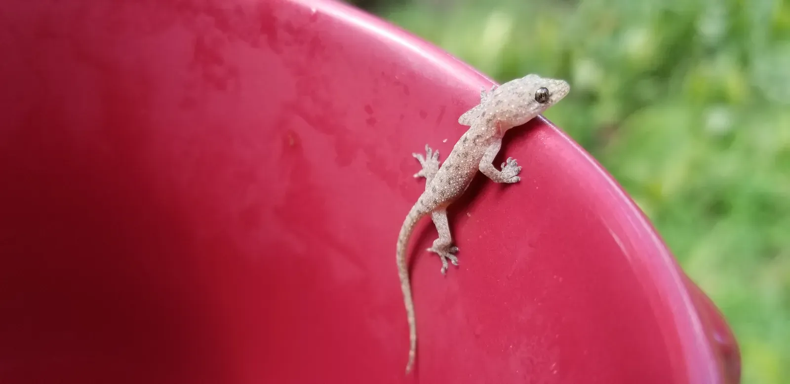 #4 - Gecko Feet Don't Stick With Suction Cups (By Bart Everson, CC BY 2.0)