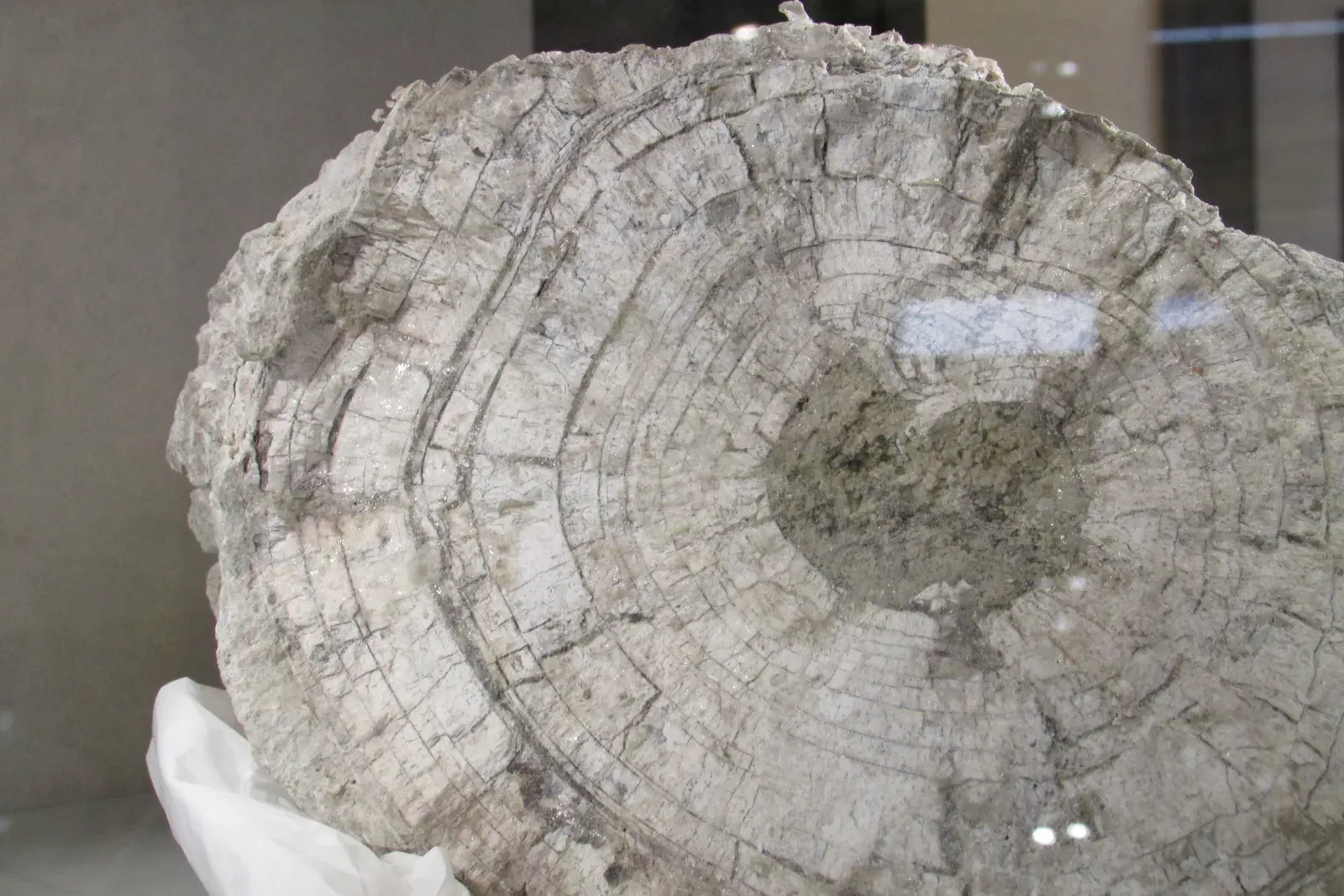 #6 - Tusks Work Like Tree Rings, and Scientists Can Read an Animal's Entire Life Story From Them (By Chris Light, CC BY-SA 4.0)