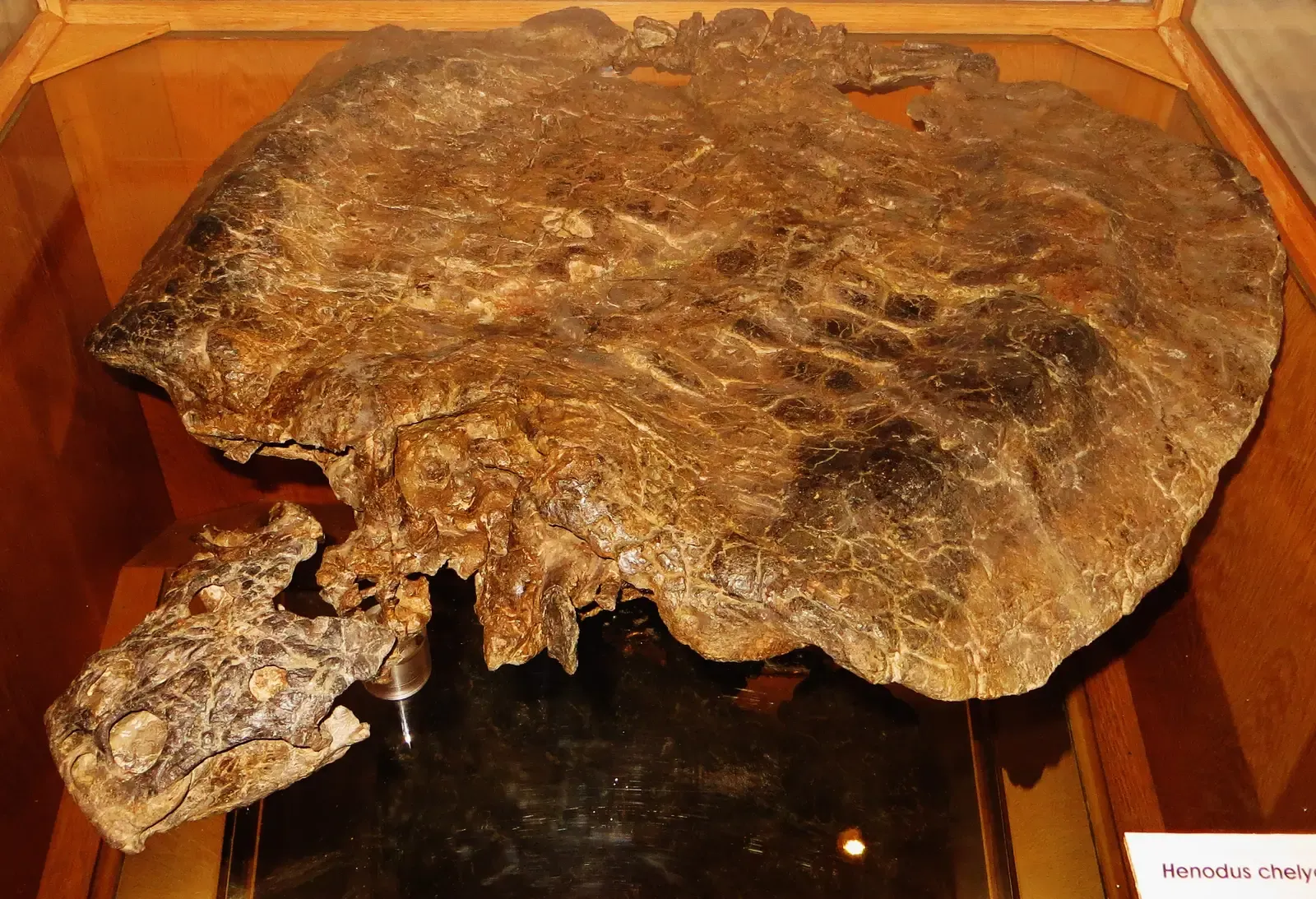 7. Henodus: The Flat, Plate-Faced Oddball (By Ghedoghedo, CC BY-SA 3.0)