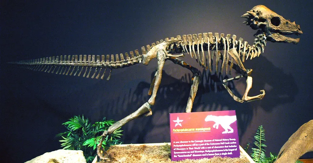 The Dome-Headed Dinosaur From Mongolia's Ancient Sands (Image Credits: Flickr)