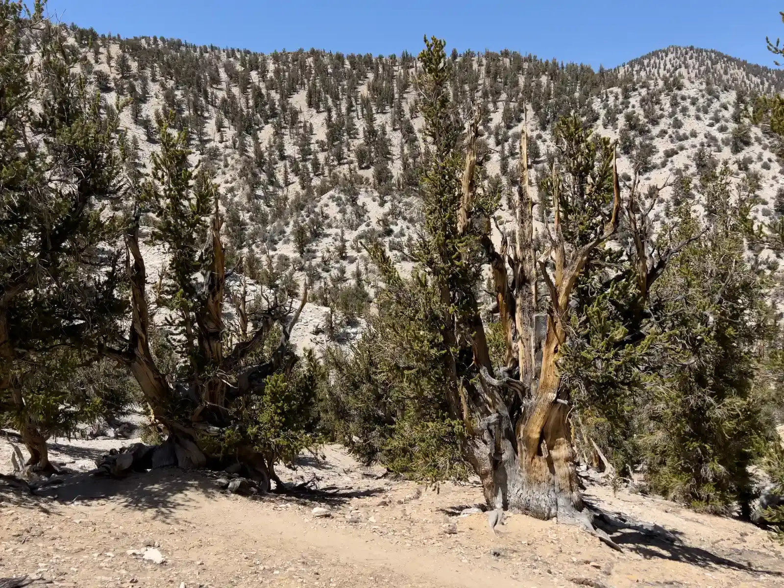 When Forests Cooled the Planet (Image Credits: Wikimedia)