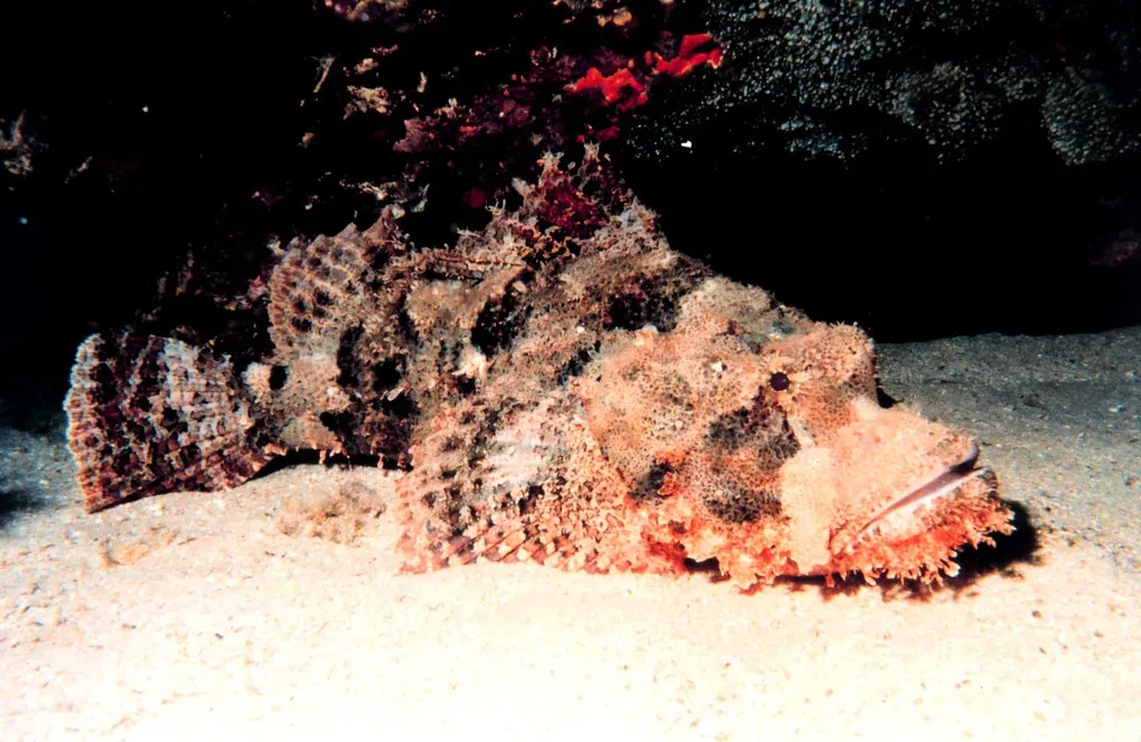Capricorn: The Stonefish (Image Credits: Flickr)