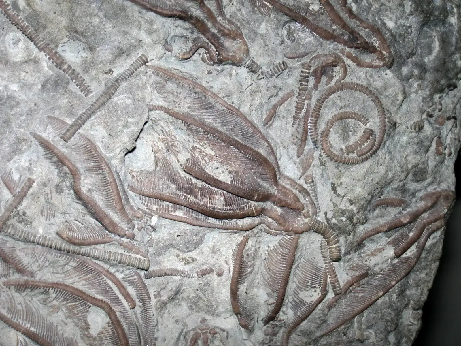 8. Fossil Lagerstätten Give You “Time-Capsule” Snapshots Of Ancient Seas (Xenocrinus baeri fossil crinoids in fossiliferous limestone (Whitewater Formation, Upper Ordovician; northeastern Warren County, southwestern Ohio, USA) 2, CC BY 2.0)