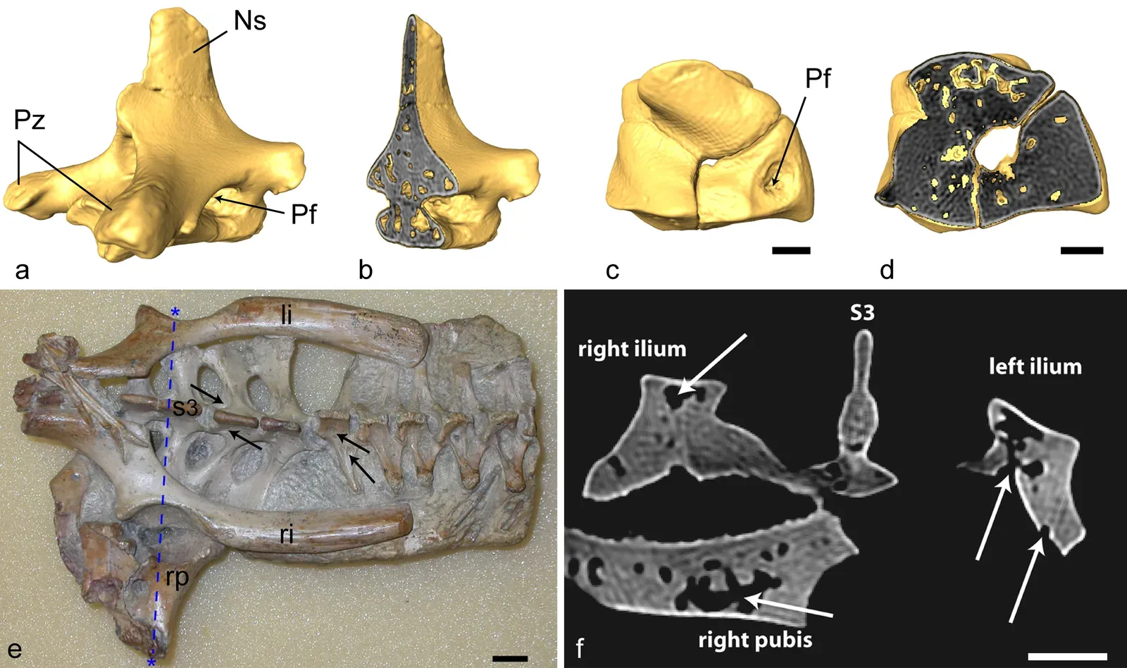 2. Micro-CT Imaging: Unlocking Microscopic Details (Fig 1. in: Respiratory Evolution Facilitated the Origin of Pterosaur Flight and Aerial Gigantism. PLoS ONE 4(2):e4497, doi:10.1371/journal.pone.0004497, CC BY 2.5)