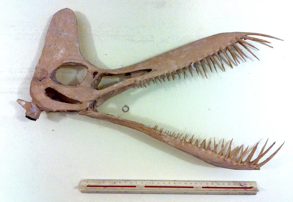 2. CT Scanning Revealed Pterosaurs Built Their Own