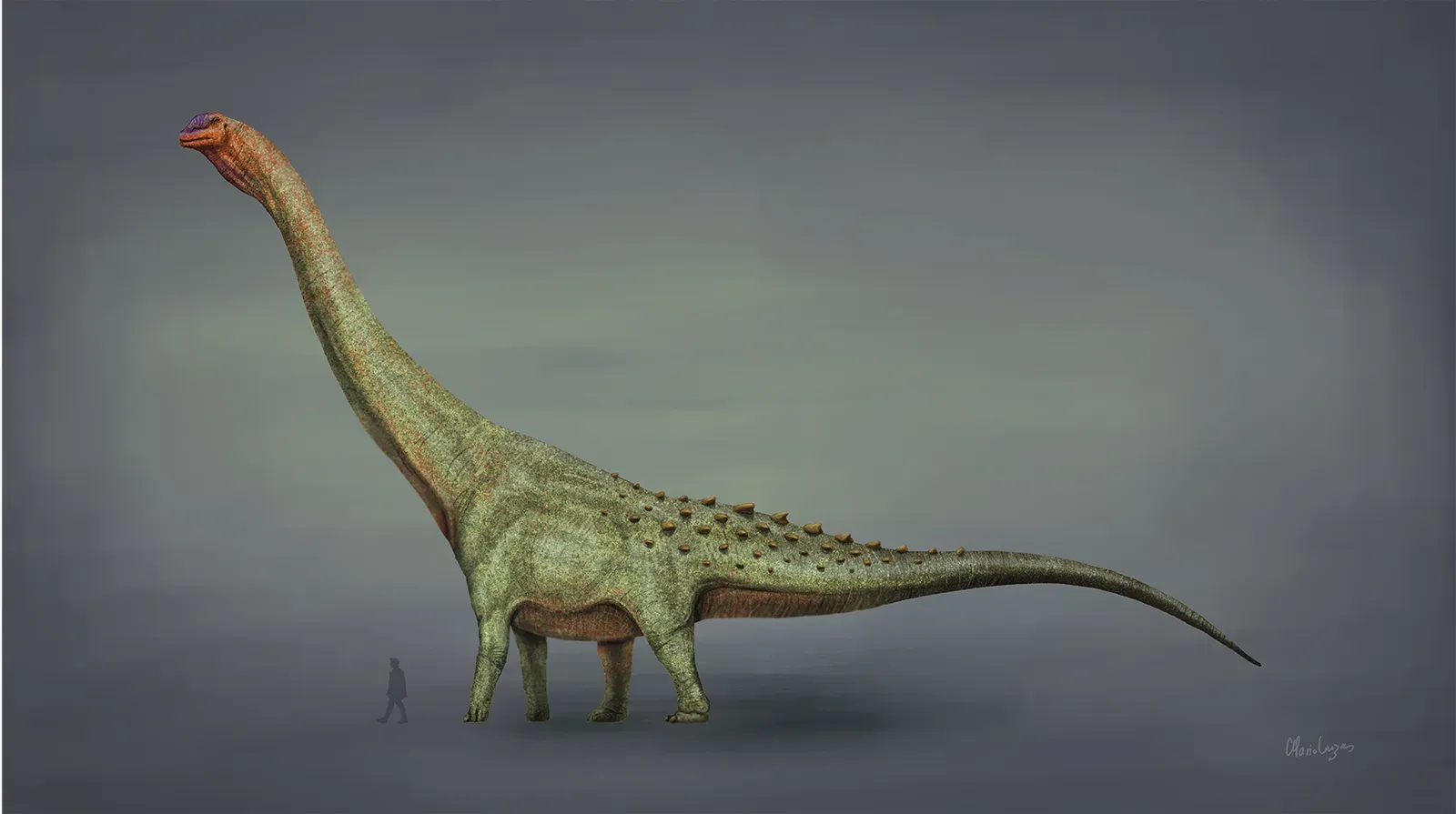 Patagotitan Mayorum: When the Earth Had a True Giant (Image Credits: Wikimedia)