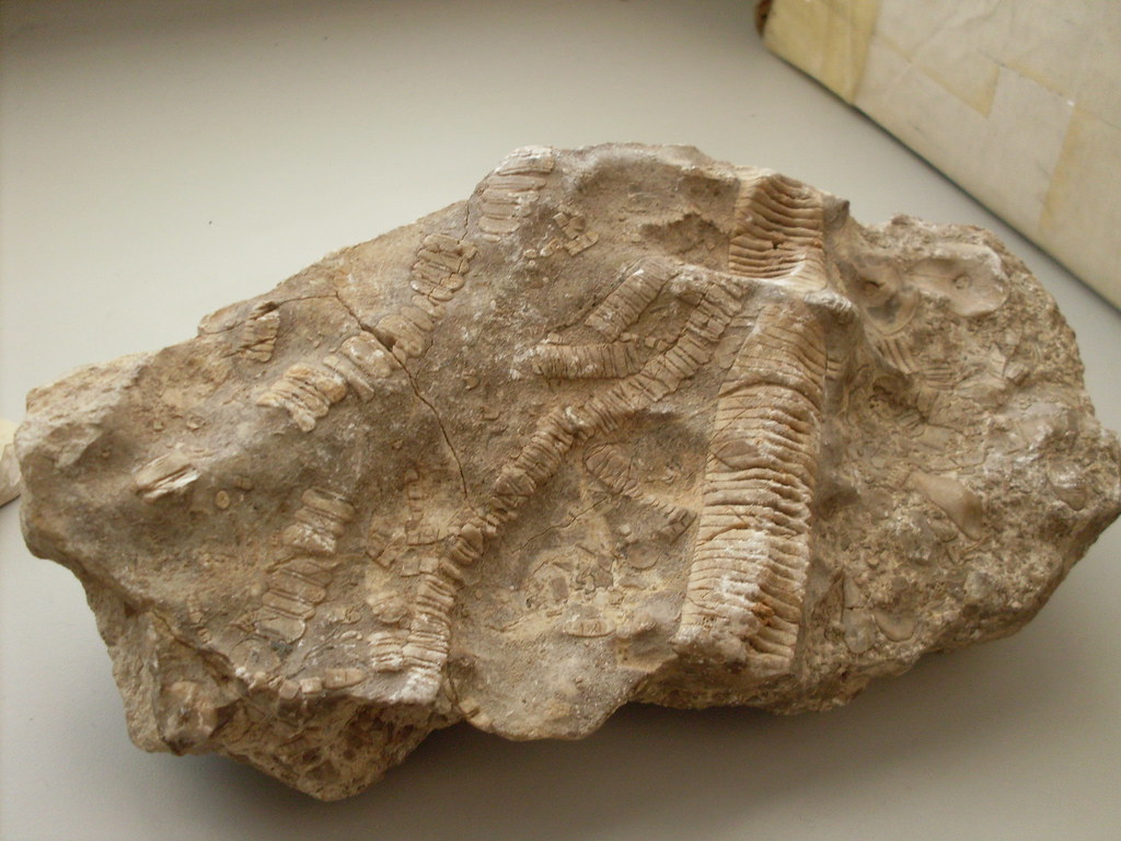 The Mystery of Louisiana's Missing Dinosaurs (Image Credits: Flickr)