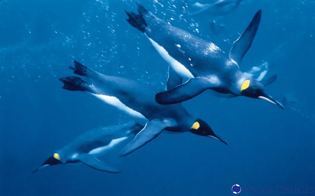 #2 Diving Deep and Long on a Breath Like a Marine Mammal (Flickr: [1], CC BY 2.0)