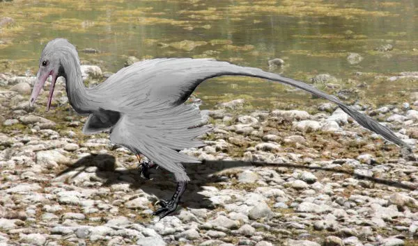 #12 - Buitreraptor: The Rooster-Sized Killer Nobody Saw Coming (By Nobu Tamura (http://spinops.blogspot.com), CC BY-SA 3.0)