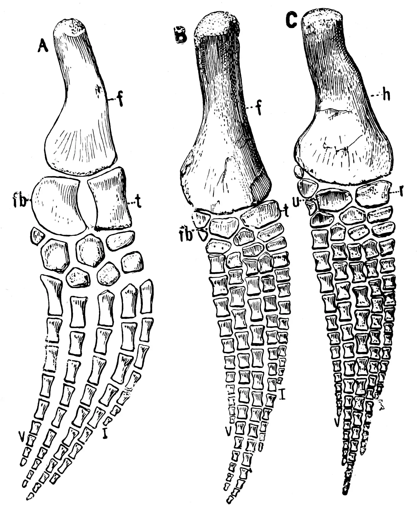 3. Hyper‑Modified Flippers: Limbs Turned into Underwater Wings (Internet Archive identifier: osteologyofrepti00will   The Osteology of the Reptiles, page 194, Fig. 159, Public domain)