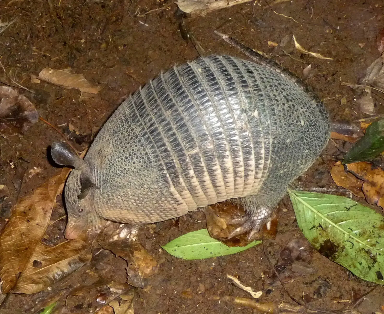 From South American Tanks To Global Survivors (Nine-banded Armadillo. Dasypus novemcinctus., CC BY 2.0)