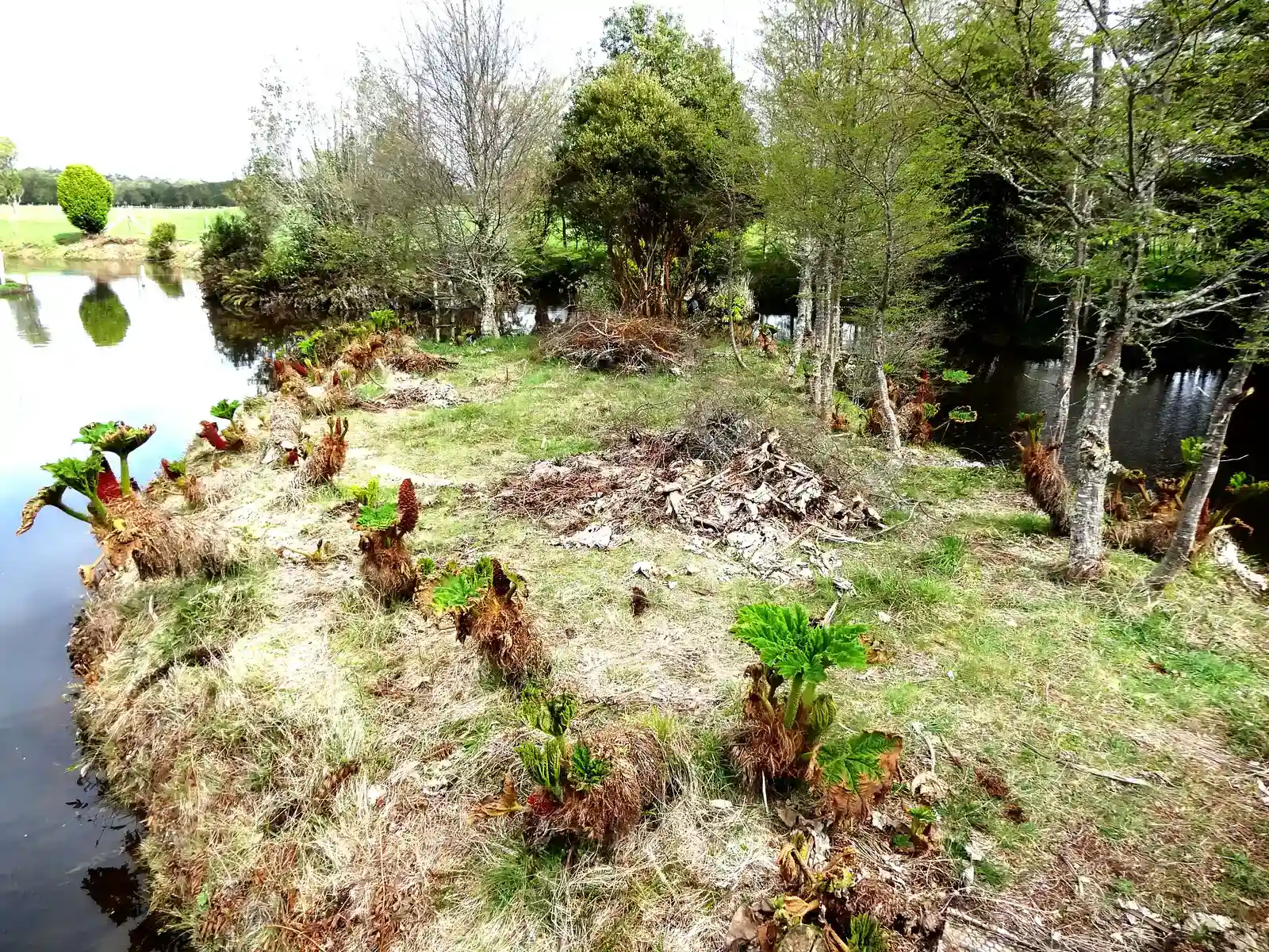 Monte Verde, Chile: The Camp at the Bottom of the World (By Rodolfo Ditzel Lacoa, CC BY-SA 3.0)