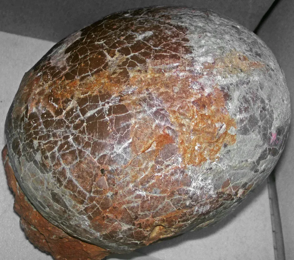 Eggs Smaller Than You'd Ever Expect (Image Credits: Flickr)