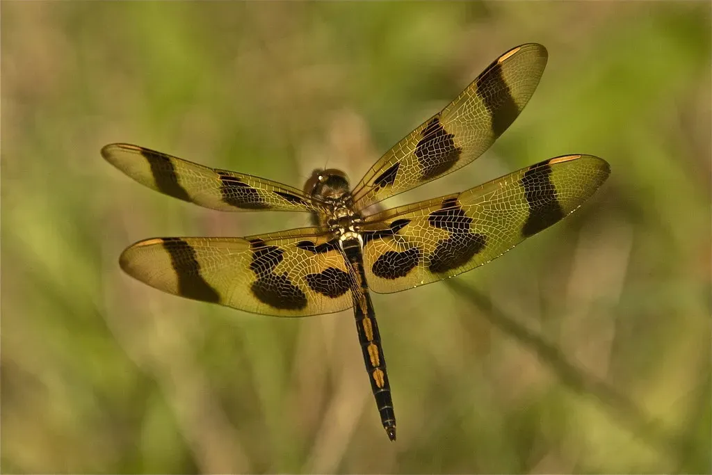 Insects: The Original Pioneers of the Sky (Chrisbkes, Flickr, CC BY 2.0)