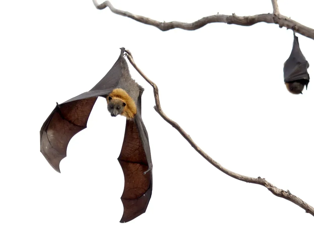 The Mystery of Bat Origins: A Family Tree With No Roots (Image Credits: Unsplash)