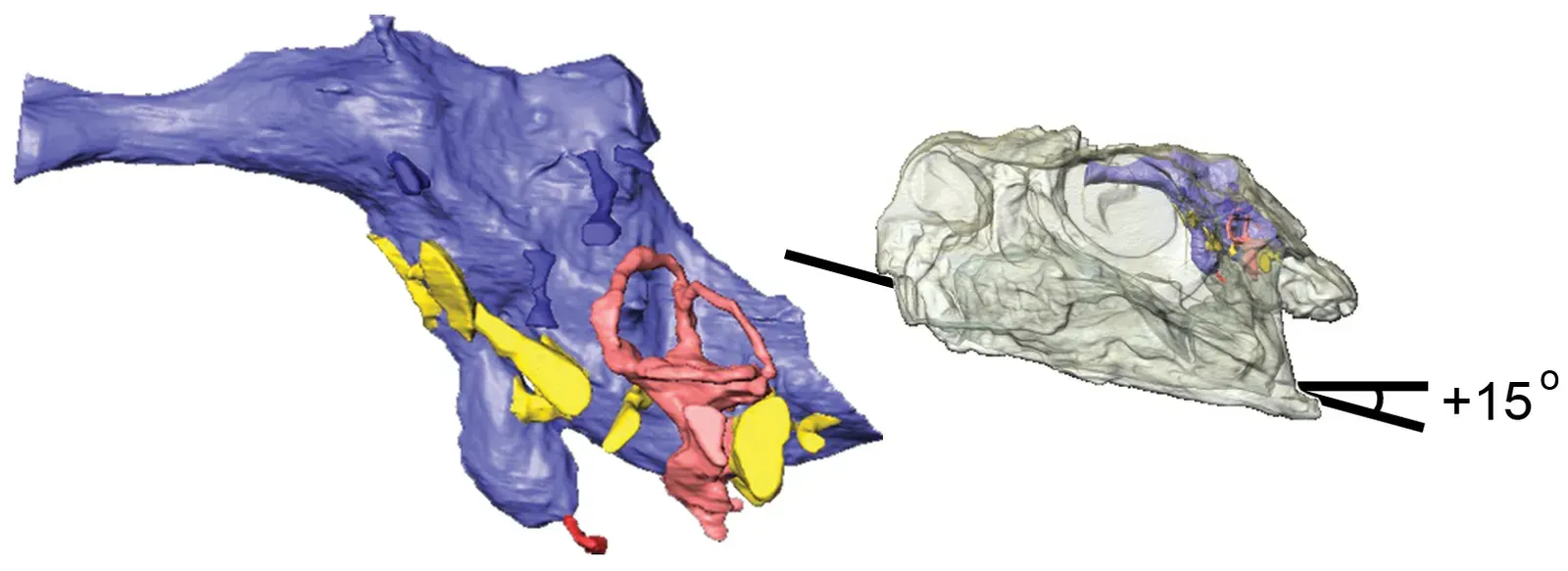 CT Scans Opened a Window into Ancient Minds (Image Credits: Wikimedia)