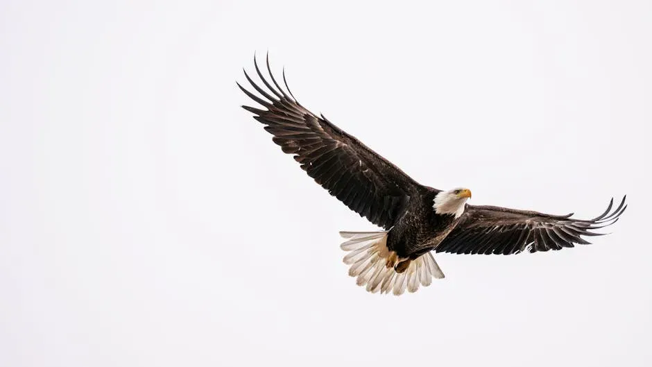 Capricorn – The Eagle (Image Credits: Pexels)
