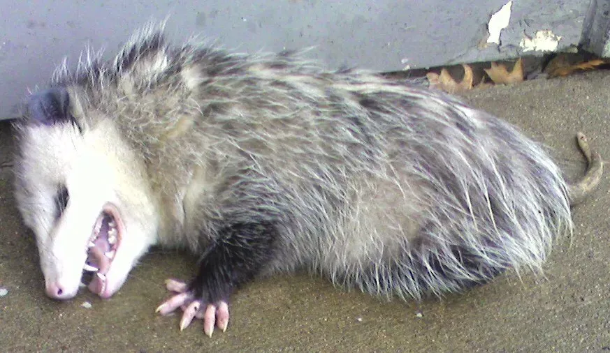 1. The Virginia Opossum's Masterclass in Playing Dead (Image Credits: Wikimedia)