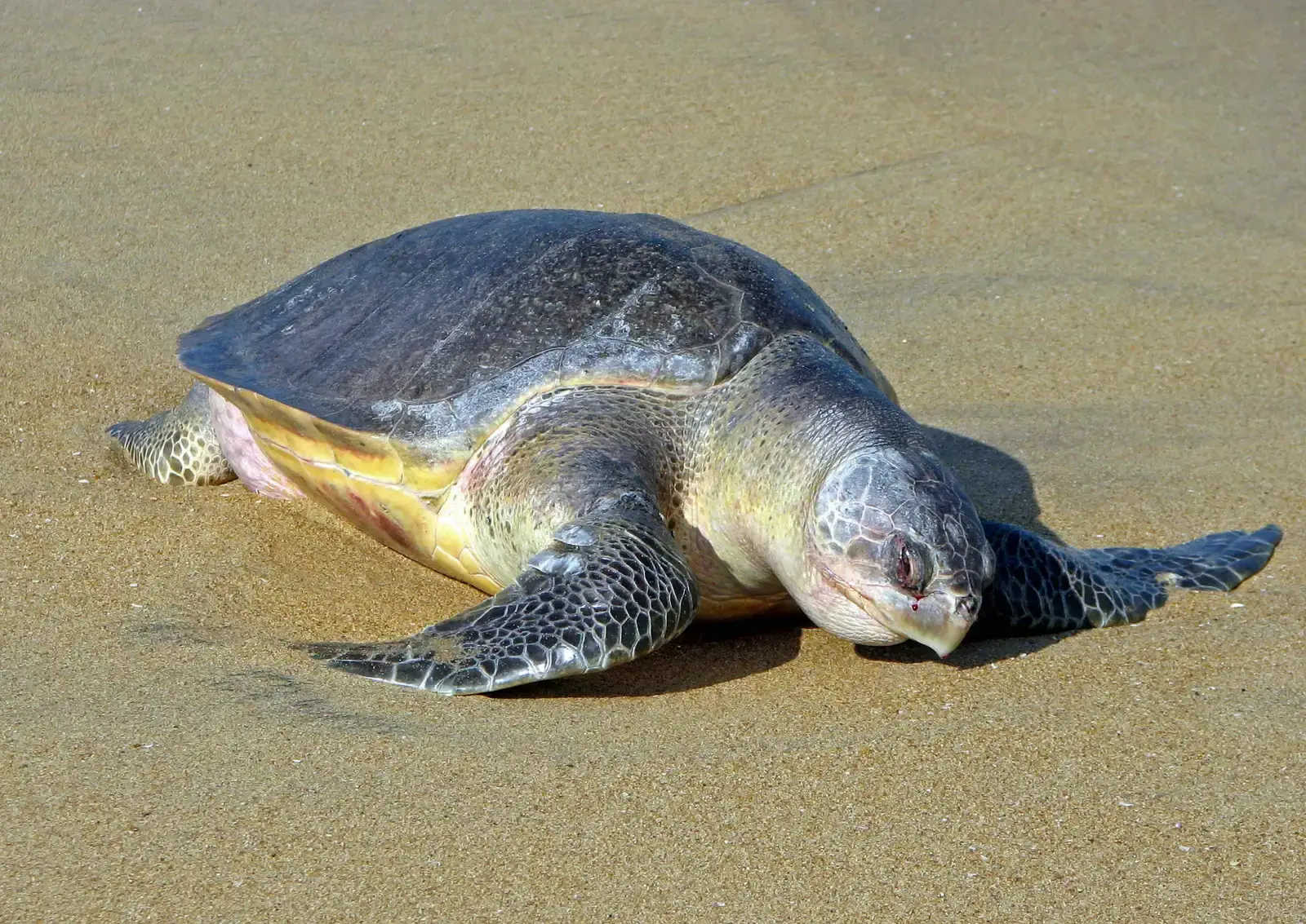 Virgo – The Olive Ridley Turtle: Quiet, Systematic Survivor (By Bernard Gagnon, CC BY-SA 3.0)