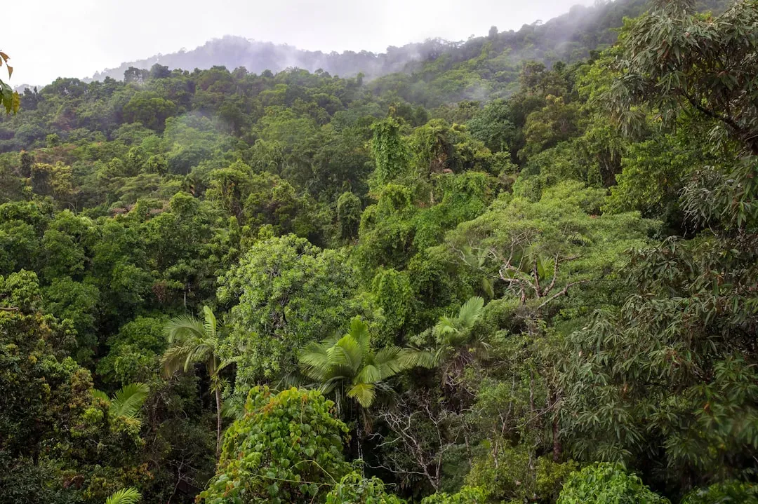 #20 - The Jungle Wasn't the Death Trap Textbooks Claimed (Image Credits: Unsplash)