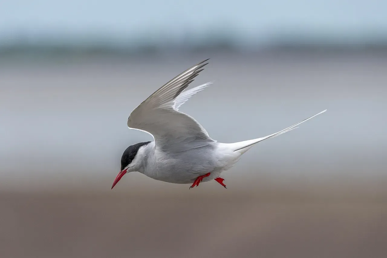 #1 - "Bird Brains Are Too Small for 'Real' Navigation" (Image Credits: Pixabay)