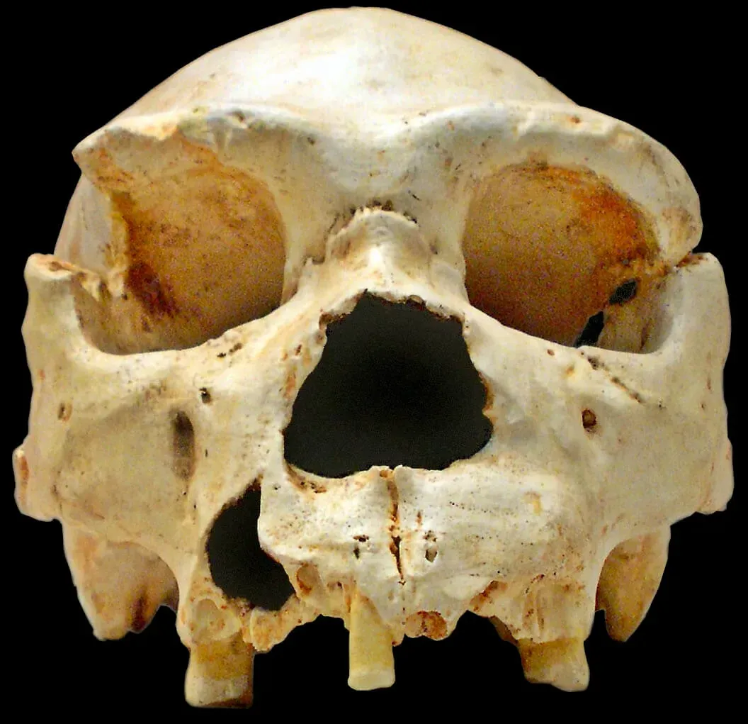 #19 - Homo Rhodesiensis Gets Swallowed by a Bigger Name (By José-Manuel Benito, CC BY-SA 2.5)