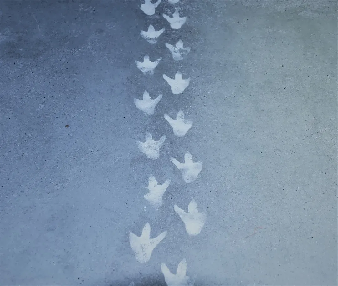 9. Photogrammetry and 3D Surface Scanning: Capturing Trackways and Surface Detail (Image Credits: Unsplash)