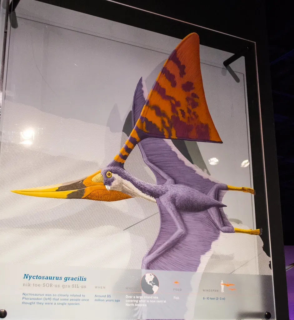 Nyctosaurus: The Bizarre Crested Hunter (Image Credits: Flickr)