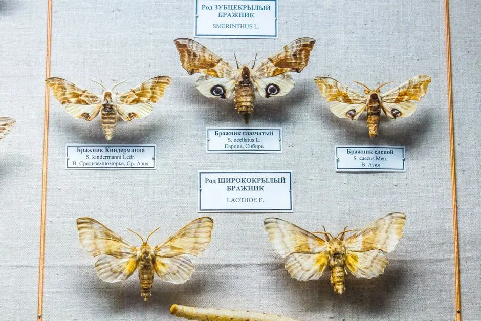 #10 - The World's Largest Sloth Moth Collection Nobody Sees (Image Credits: Pexels)