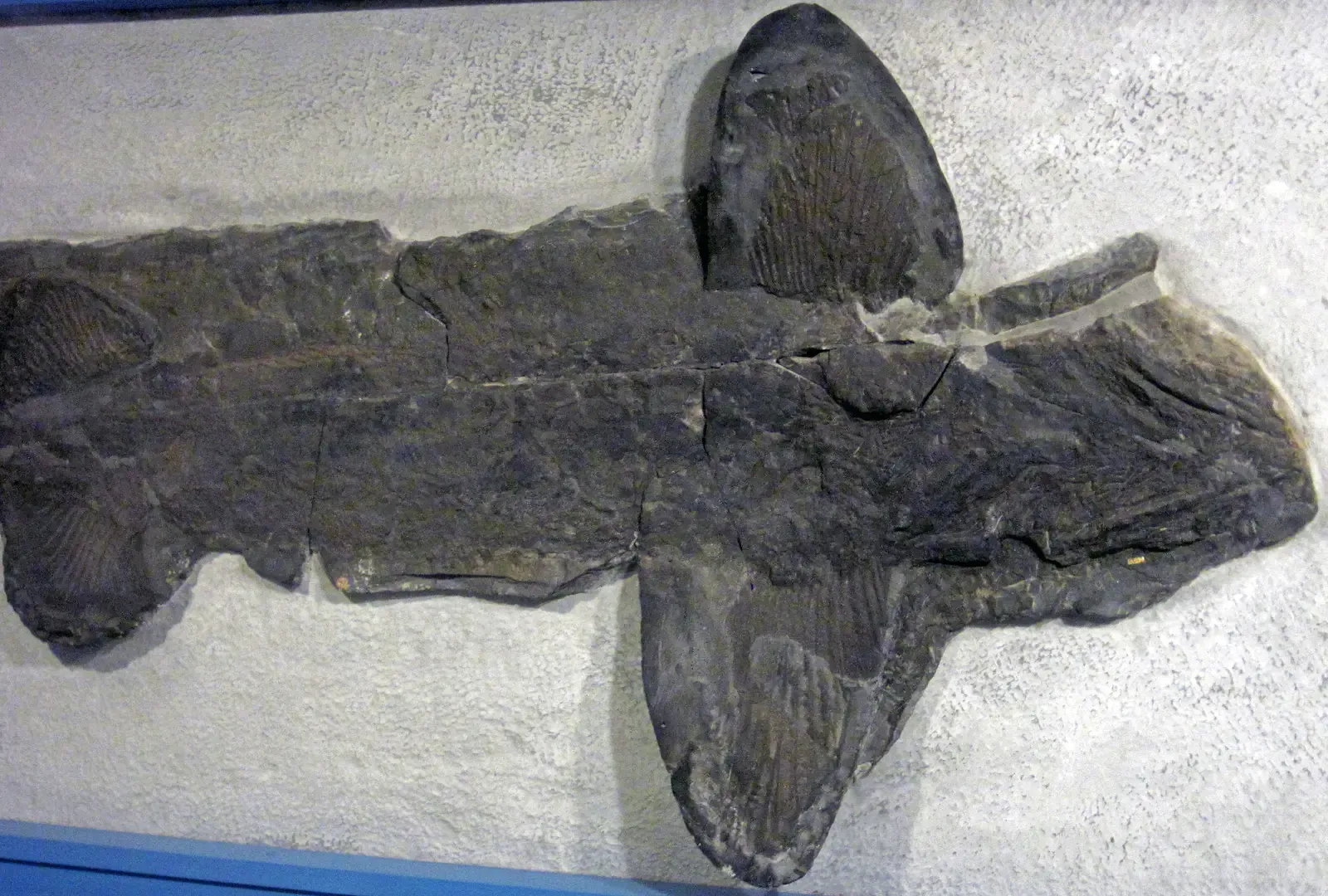 #5 – The First Fish Appeared, Then Nearly Everything Died (Cladoselache sp. (fossil shark) (Cleveland Shale Member, Ohio Shale, Upper Devonian; Rocky River Valley, Cleveland, Ohio, USA) 2, CC BY 2.0)
