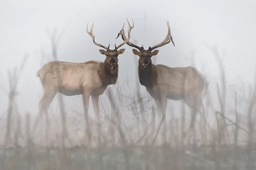 Conclusion: Animal Behavior as Humanity’s First Field Guide (USFWS Headquarters, Flickr, CC BY 2.0)