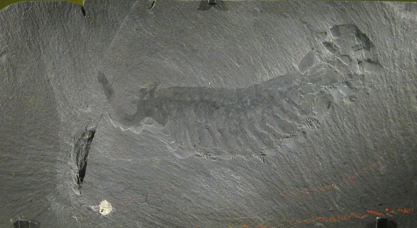 3. Opabinia: The Five-Eyed Cambrian Oddball With A Flexible Face Hose (Transferred from en.wikipedia to Commons by FunkMonk using CommonsHelper., Public domain)