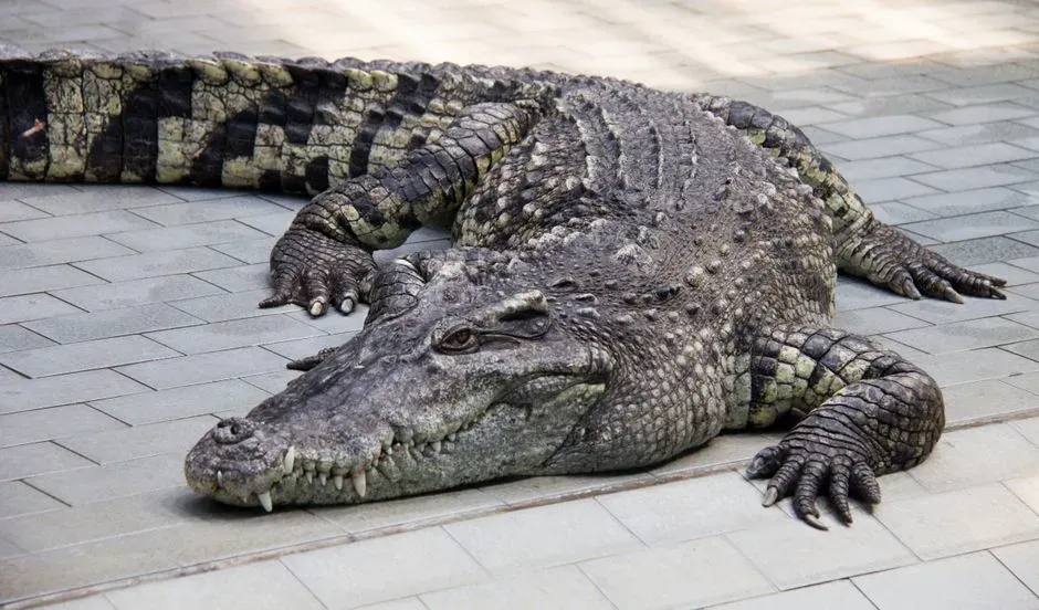 From Swamps to Cities: What Crocodilians Can Teach Us About Human Adaptation (Image Credits: Pexels)