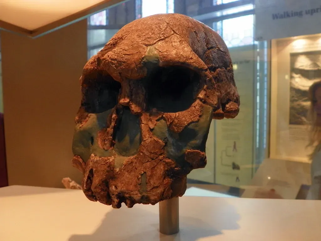 #9 - Homo rudolfensis May Not Even Be a Real Species (Peter O'Connor aka anemoneprojectors, Flickr, CC BY-SA 2.0)