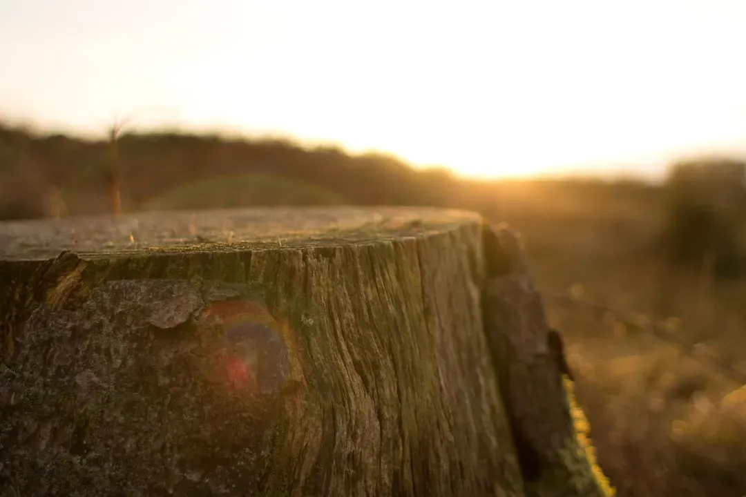 #8 - A Stump Can Reveal a Drought So Severe It Emptied Entire Cities (Image Credits: Unsplash)