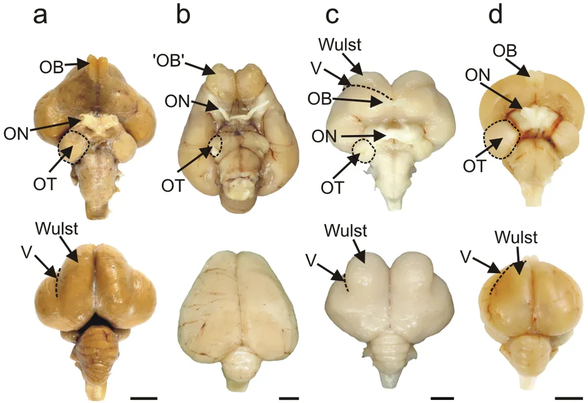 #12 Brain Architecture Built For Flight, Maps And Memory (By see above, CC BY 2.5)