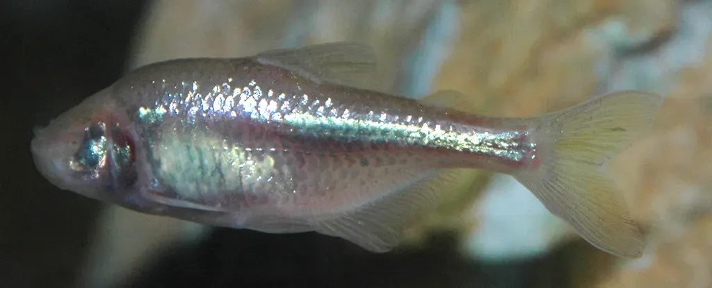 Beyond fish: what blind caves teach us about human biology (James St. John, Flickr, CC BY 2.0)