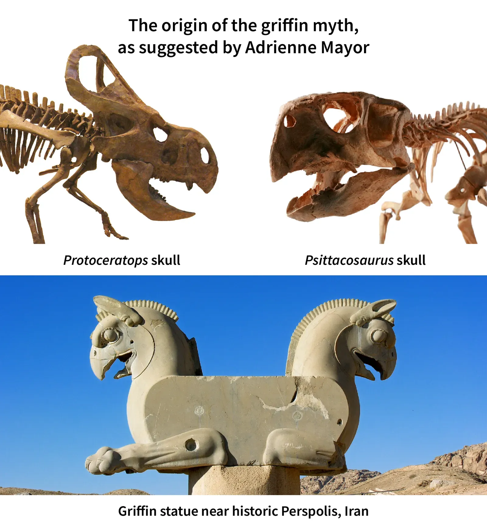 #19 - The "Griffin" Skeletons Born From Protoceratops and Bird Parts (This work was created by merging three images:, CC BY-SA 4.0)