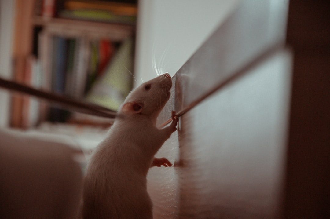 The Ingenious Rat: Your Quick-Witted Problem Solver (Image Credits: Unsplash)