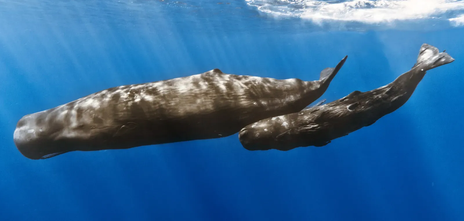 4. Sperm Whale – The Deep-Diving Juggernaut (By Gabriel Barathieu / Réunion Underwater Photography, CC BY-SA 2.0)